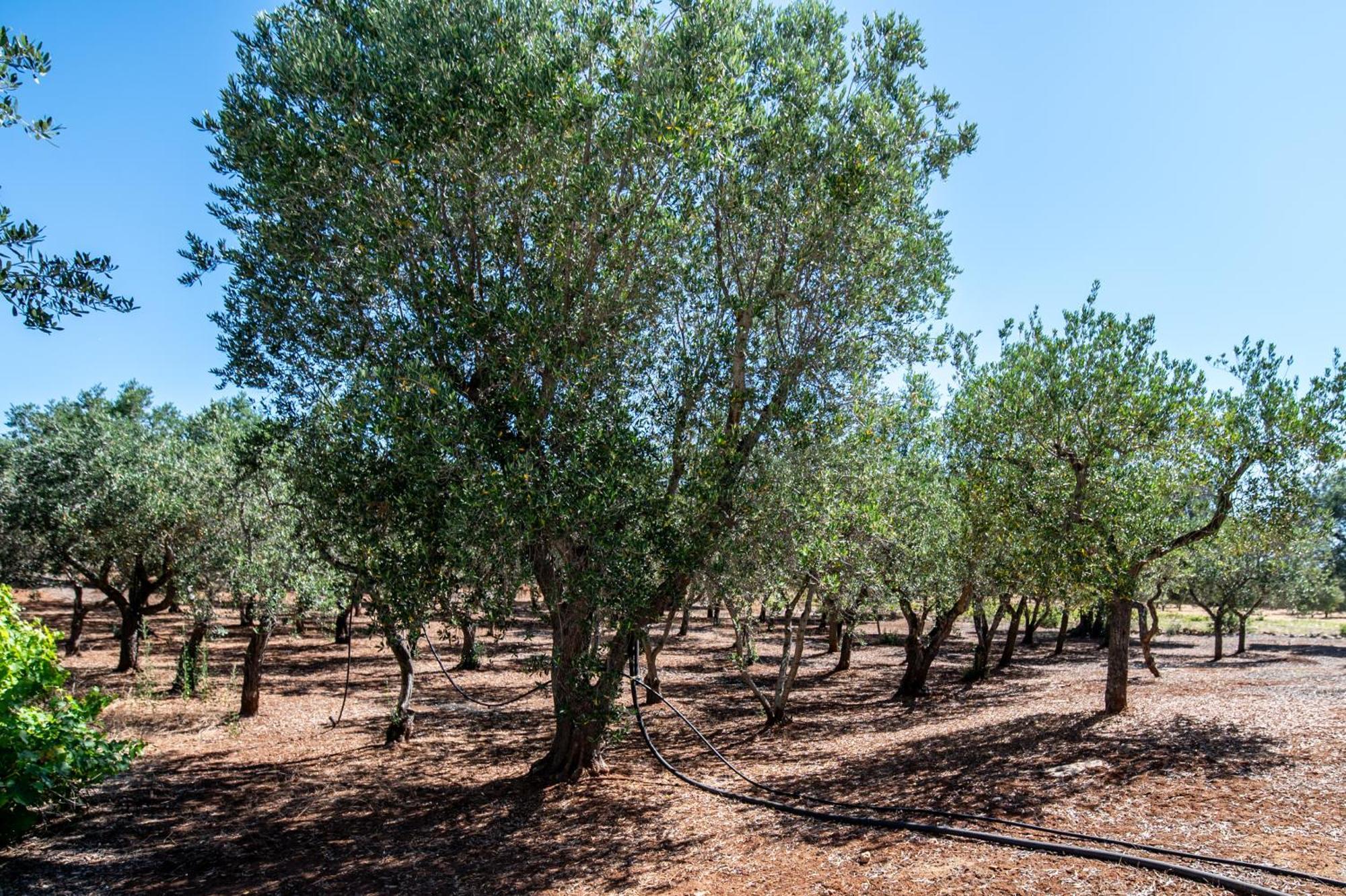 Trullo La Quercia Villa Ostuni Ngoại thất bức ảnh